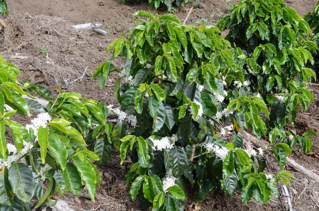Cabinas Capulin & Farm Monteverde 外观 照片