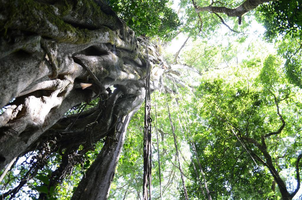 Cabinas Capulin & Farm Monteverde 外观 照片